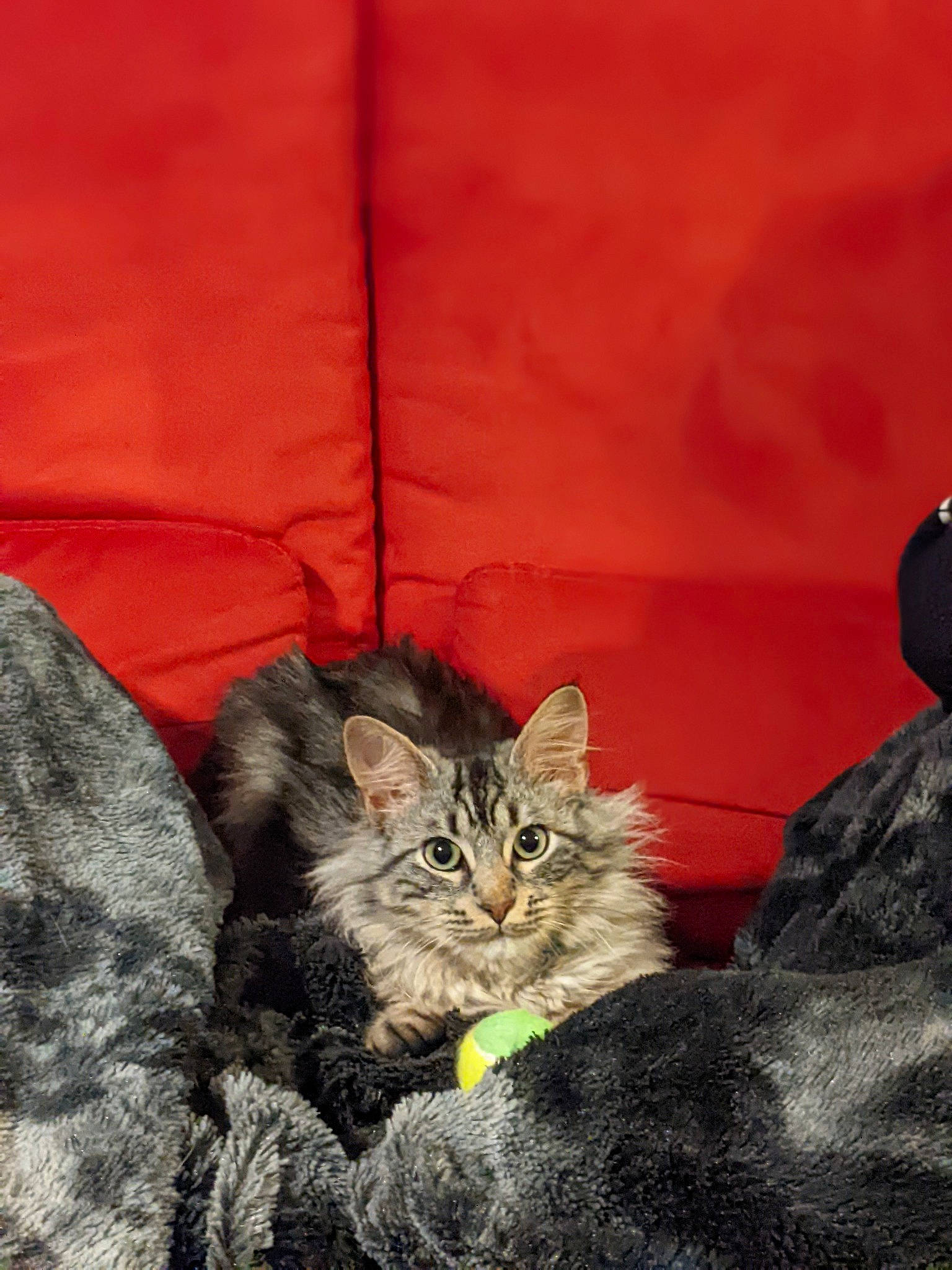 Tigrou participe au concours pour gagner de l'argent avec cette photo : carnivore, cat, claw, comfort, darkness, domestic_short_haired_cat, eye, felidae, fur, grey, maine_coon, paw, plant, sitting, small_to_medium_sized_cats, snout, tail, terrestrial_animal, whiskers, window