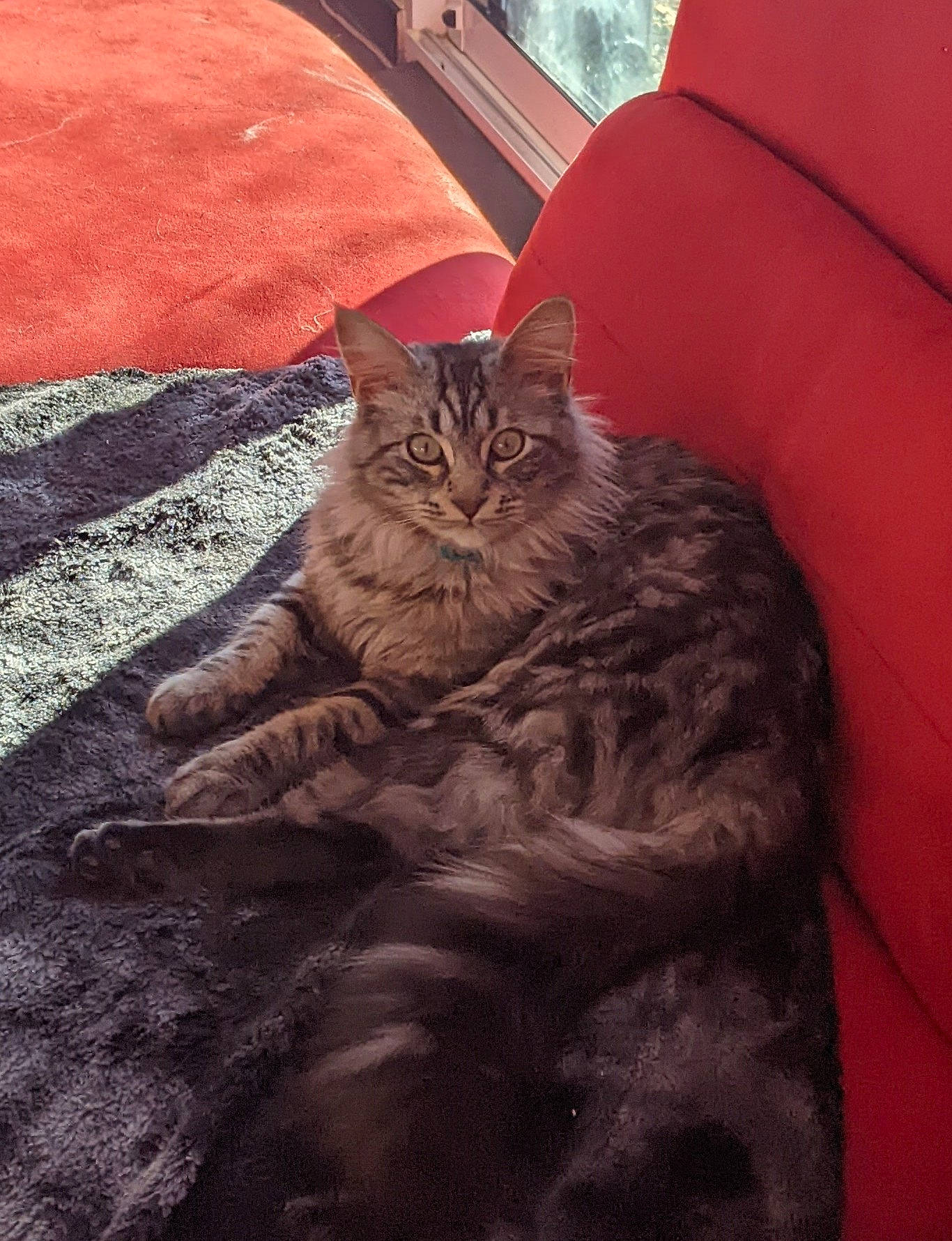 Tigrou a rejoint le concours — aidez-le/la à gagner de superbes lots ! automotive_tire, carnivore, cat, comfort, domestic_short_haired_cat, fawn, felidae, flooring, fur, grey, hardwood, paw, road_surface, small_to_medium_sized_cats, snout, tail, terrestrial_animal, whiskers, window, wood