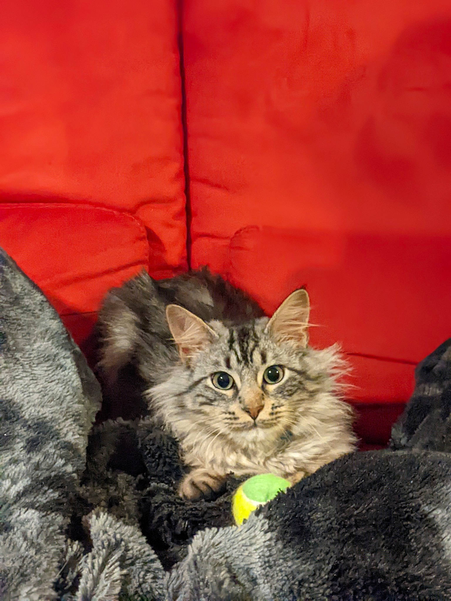 Tigrou participe au concours pour gagner de l'argent avec cette photo : carnivore, cat, claw, comfort, domestic_short_haired_cat, felidae, fur, grey, maine_coon, orange, paw, plant, sitting, small_to_medium_sized_cats, snout, tail, terrestrial_animal, whiskers