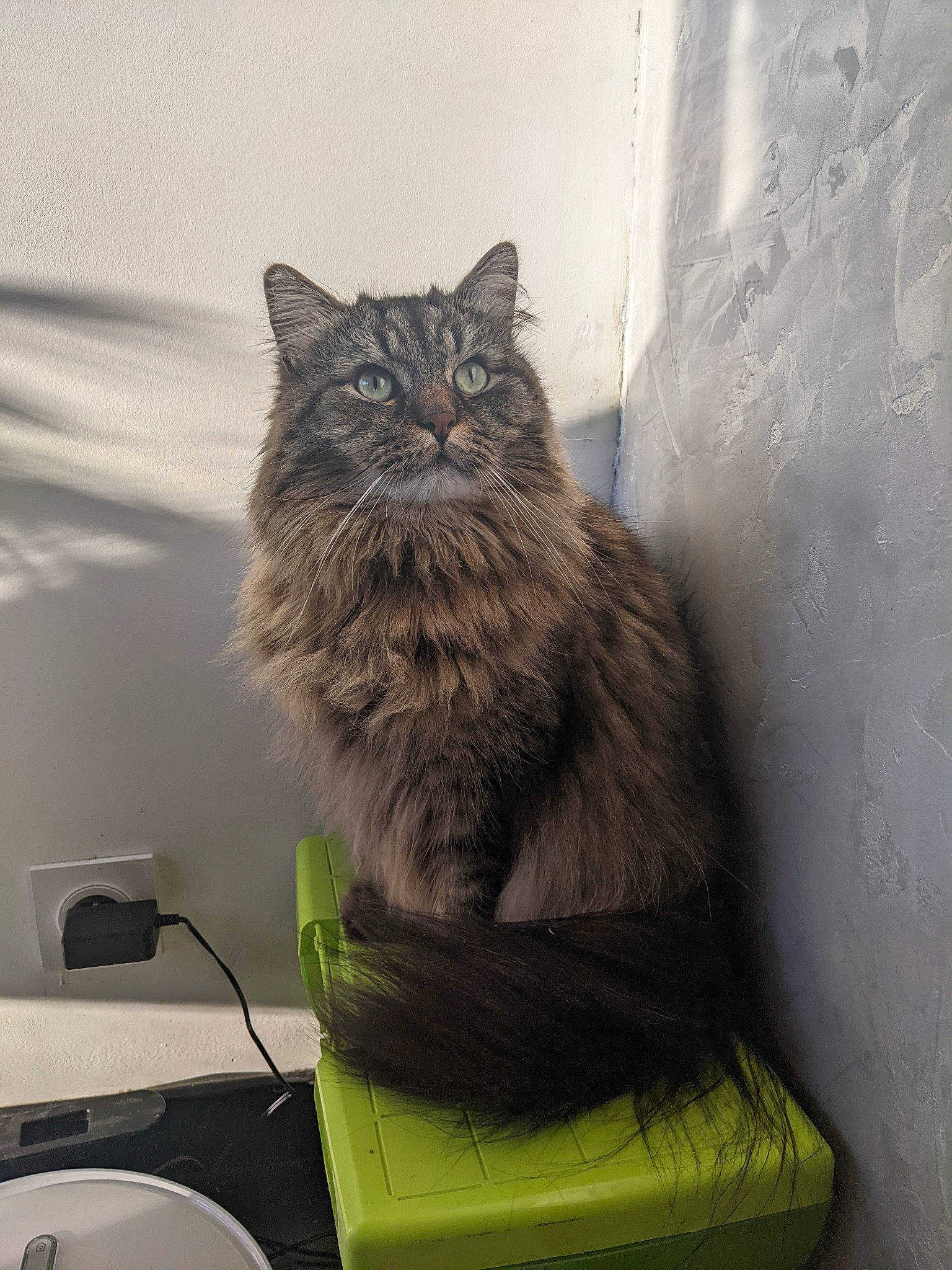 Kimiko participe au concours pour gagner de l'argent avec cette photo : bag, baggage, black_cat, british_longhair, carnivore, cat, claw, comfort, domestic_short_haired_cat, felidae, fur, grey, maine_coon, paw, siberian, sitting, small_to_medium_sized_cats, snout, tail, whiskers