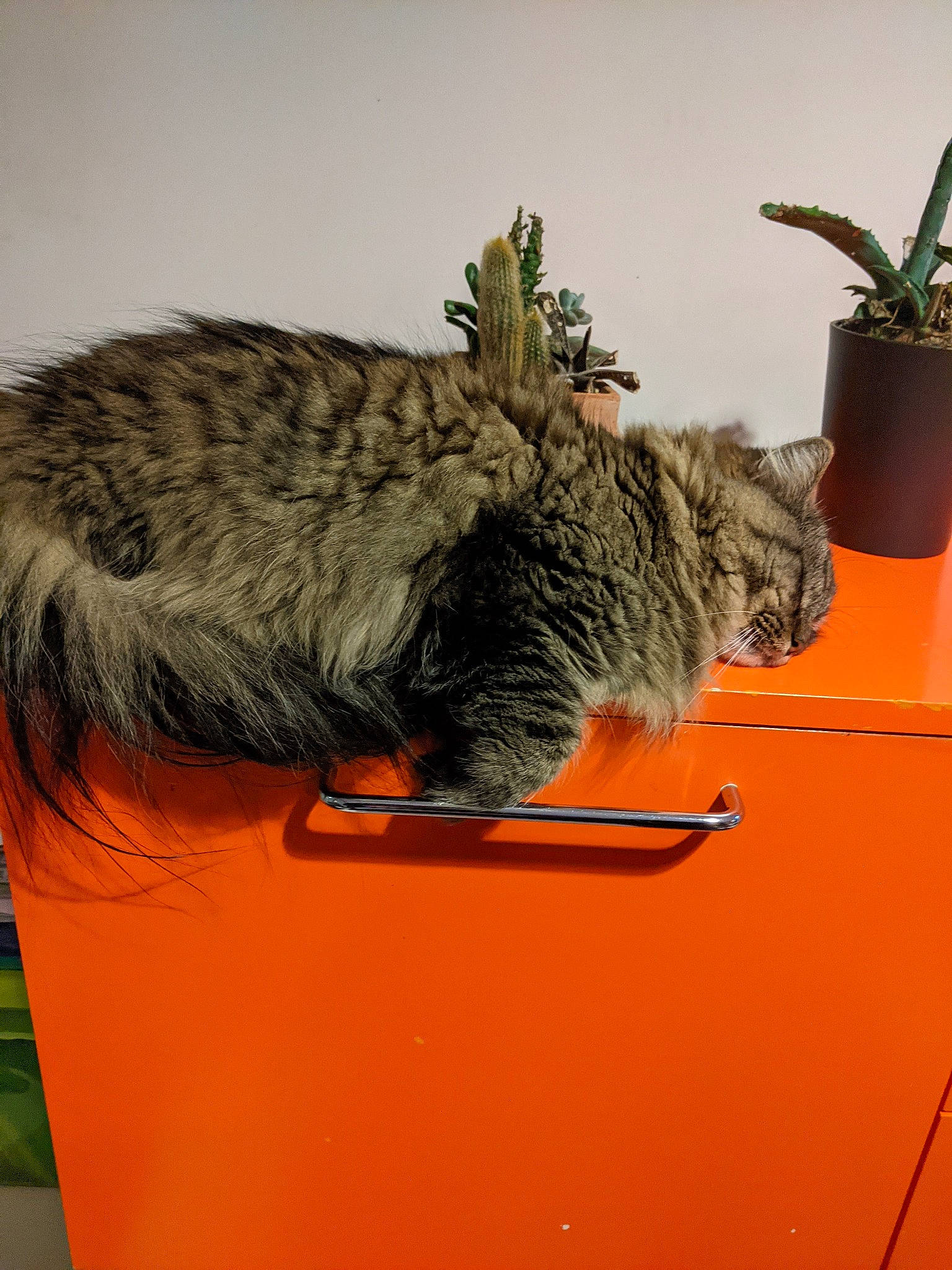 Kimiko participe au concours pour gagner de l'argent avec cette photo : animal_feed, carnivore, cat, cat_supply, cat_toy, claw, domestic_short_haired_cat, felidae, flowerpot, fur, grass, herb, houseplant, paw, plant, small_to_medium_sized_cats, tail, tap, whiskers