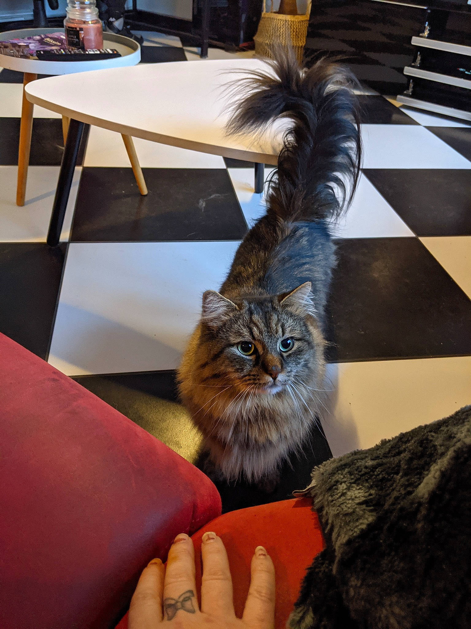 Kimiko participe au concours pour gagner de l'argent avec cette photo : british_longhair, carnivore, cat, chair, claw, desk, domestic_short_haired_cat, felidae, flooring, fur, hardwood, nail, road_surface, sitting, small_to_medium_sized_cats, table, tail, television, whiskers, wood