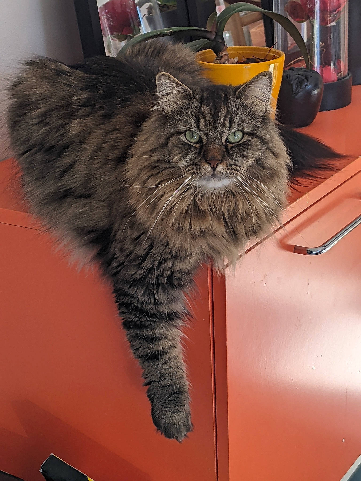 Kimiko a rejoint le concours — aidez-le/la à gagner de superbes lots ! box, british_longhair, carnivore, cat, claw, comfort, domestic_short_haired_cat, felidae, fur, grey, motor_vehicle, plant, small_to_medium_sized_cats, snout, tail, terrestrial_animal, tire, wheel, whiskers, window