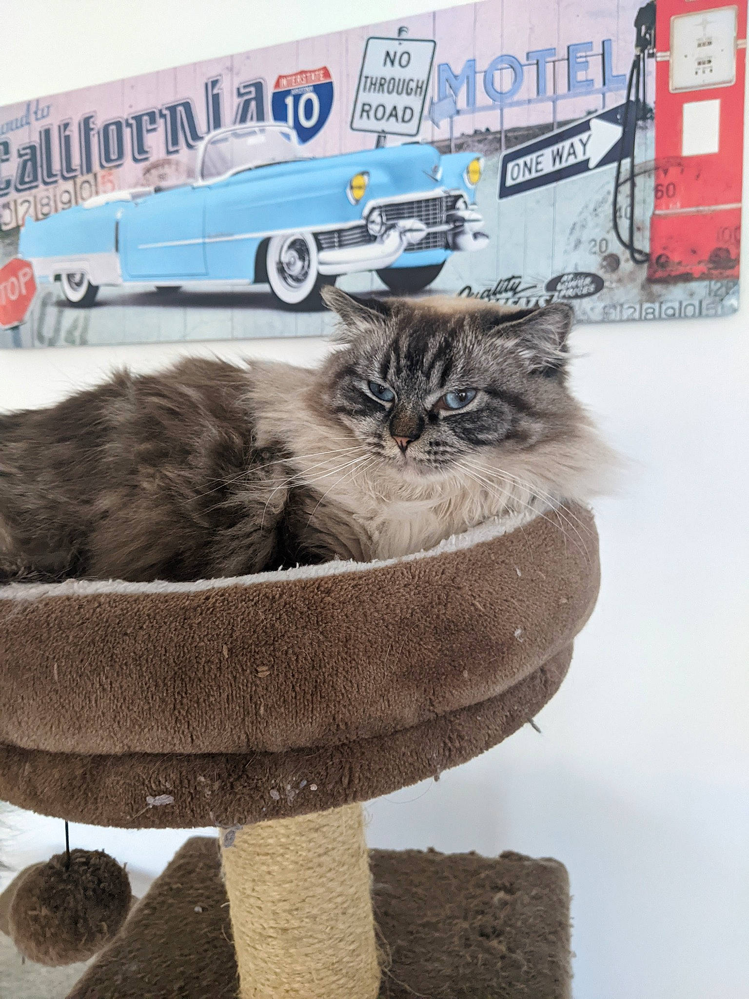 Athena a rejoint le concours — aidez-le/la à gagner de superbes lots ! advertising, asphalt, automotive_tire, carnivore, cat, domestic_short_haired_cat, felidae, flowerpot, font, fur, motor_vehicle, outdoor_furniture, sitting, small_to_medium_sized_cats, tail, tire, vehicle, wheel, whiskers, winter