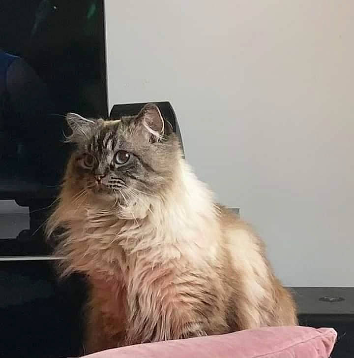 Athena participe au concours pour gagner de l'argent avec cette photo : british_longhair, carnivore, cat, comfort, fawn, felidae, fur, paw, persian, ragdoll, sitting, small_to_medium_sized_cats, snout, tail, terrestrial_animal, whiskers, window