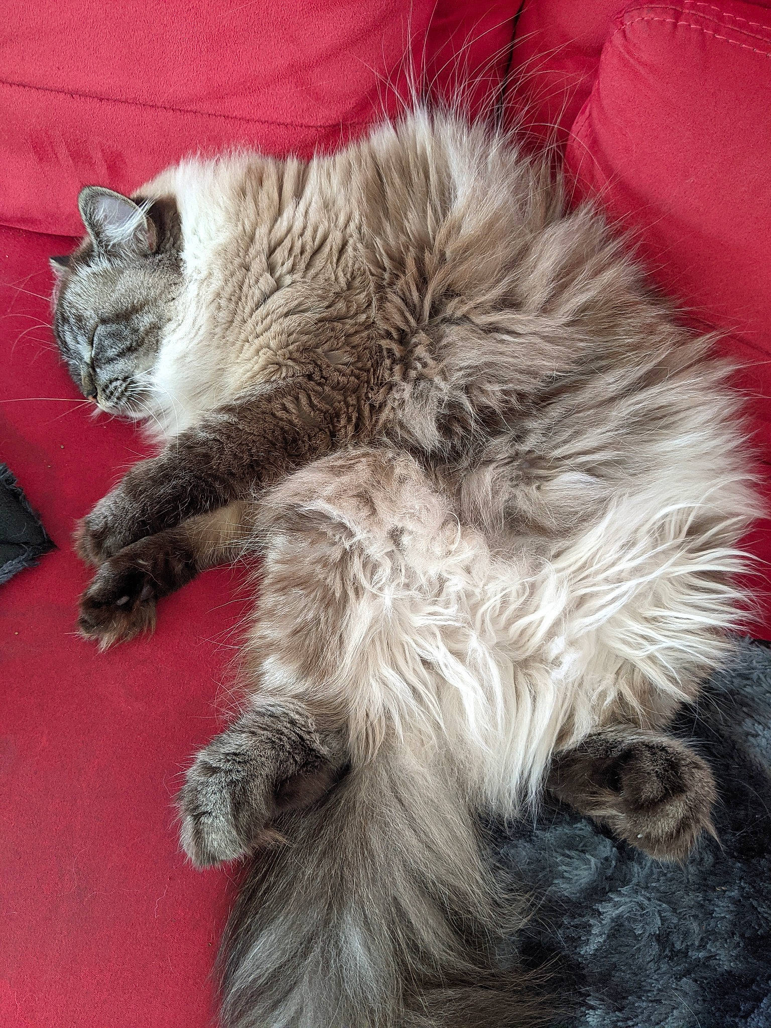 Athena a rejoint le concours — aidez-le/la à gagner de superbes lots ! british_longhair, carnivore, cat, claw, comfort, dog_breed, fawn, felidae, flooring, fur, grey, nap, natural_material, paw, small_to_medium_sized_cats, snout, tail, whiskers