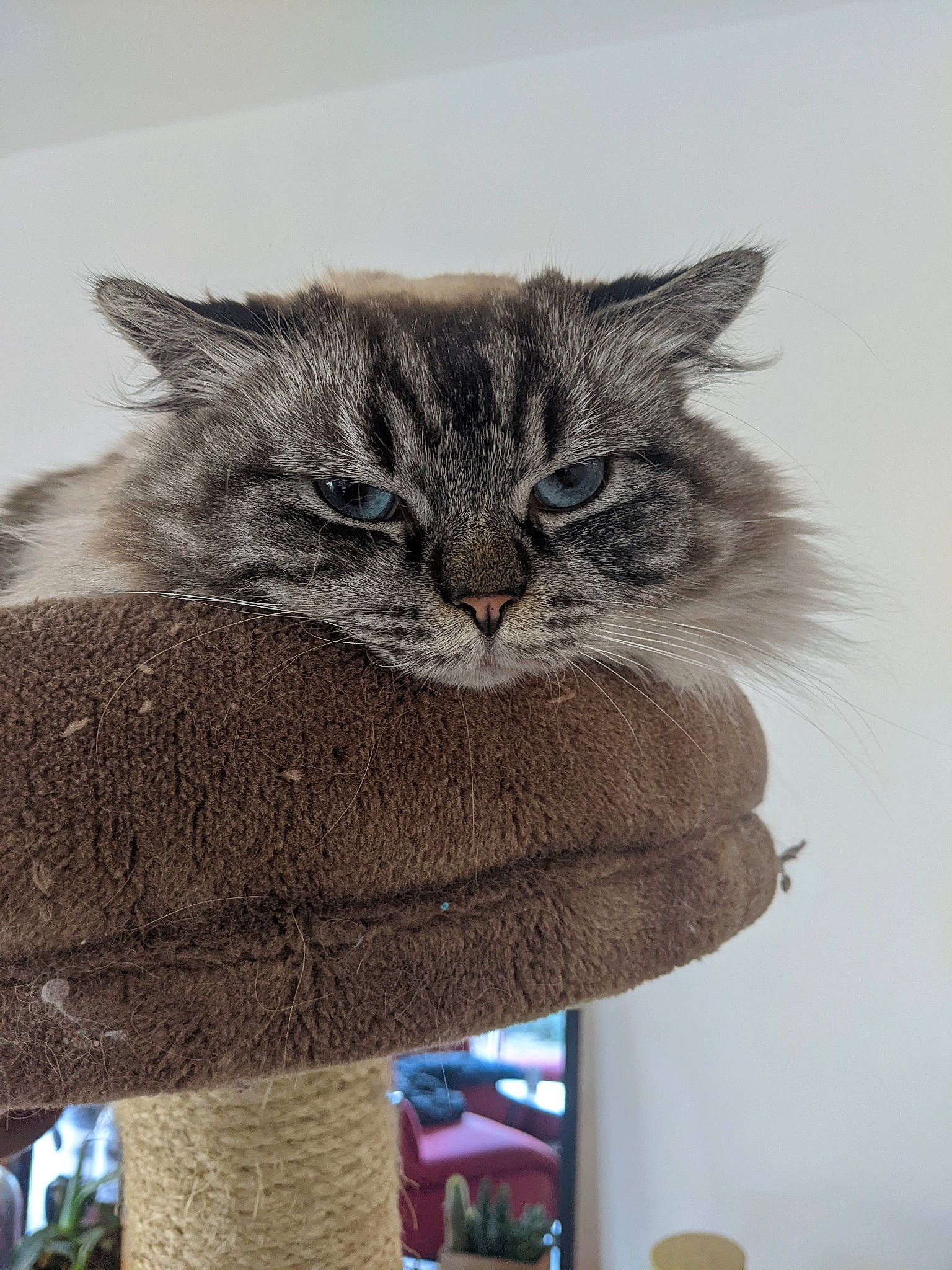 Athena participe au concours pour gagner de l'argent avec cette photo : art, british_longhair, carnivore, cat, comfort, denim, felidae, fur, grey, paw, small_to_medium_sized_cats, snout, tail, terrestrial_animal, visual_arts, whiskers, window