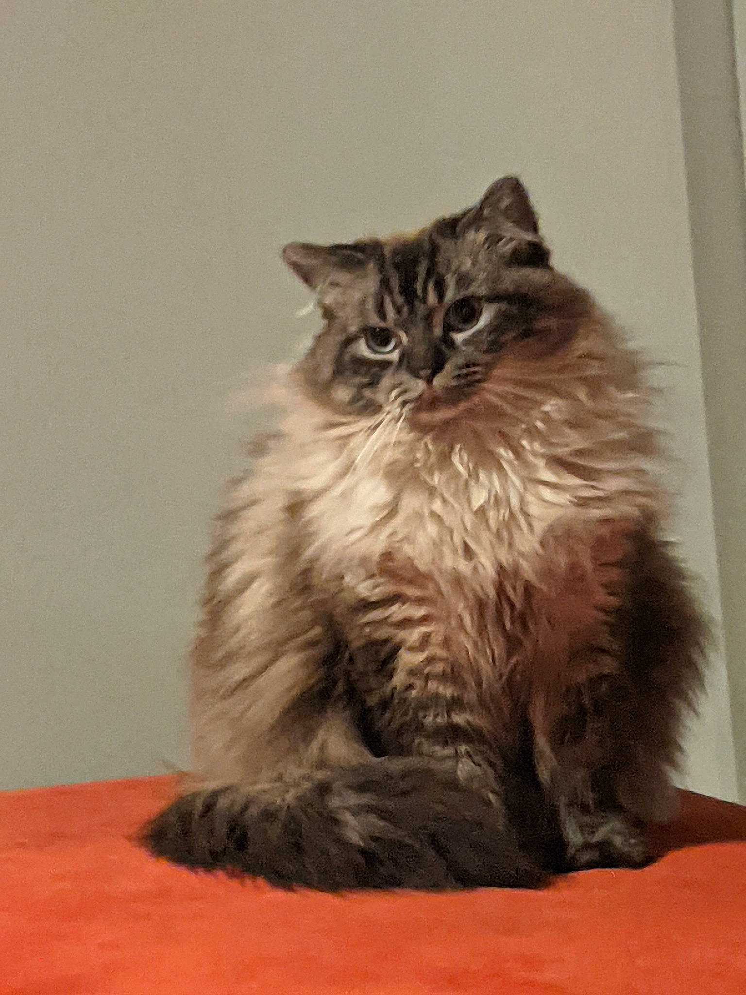 Athena a rejoint le concours — aidez-le/la à gagner de superbes lots ! box, british_longhair, carnivore, cat, comfort, felidae, flooring, fur, grey, maine_coon, sitting, small_to_medium_sized_cats, snout, tail, terrestrial_animal, whiskers, wood
