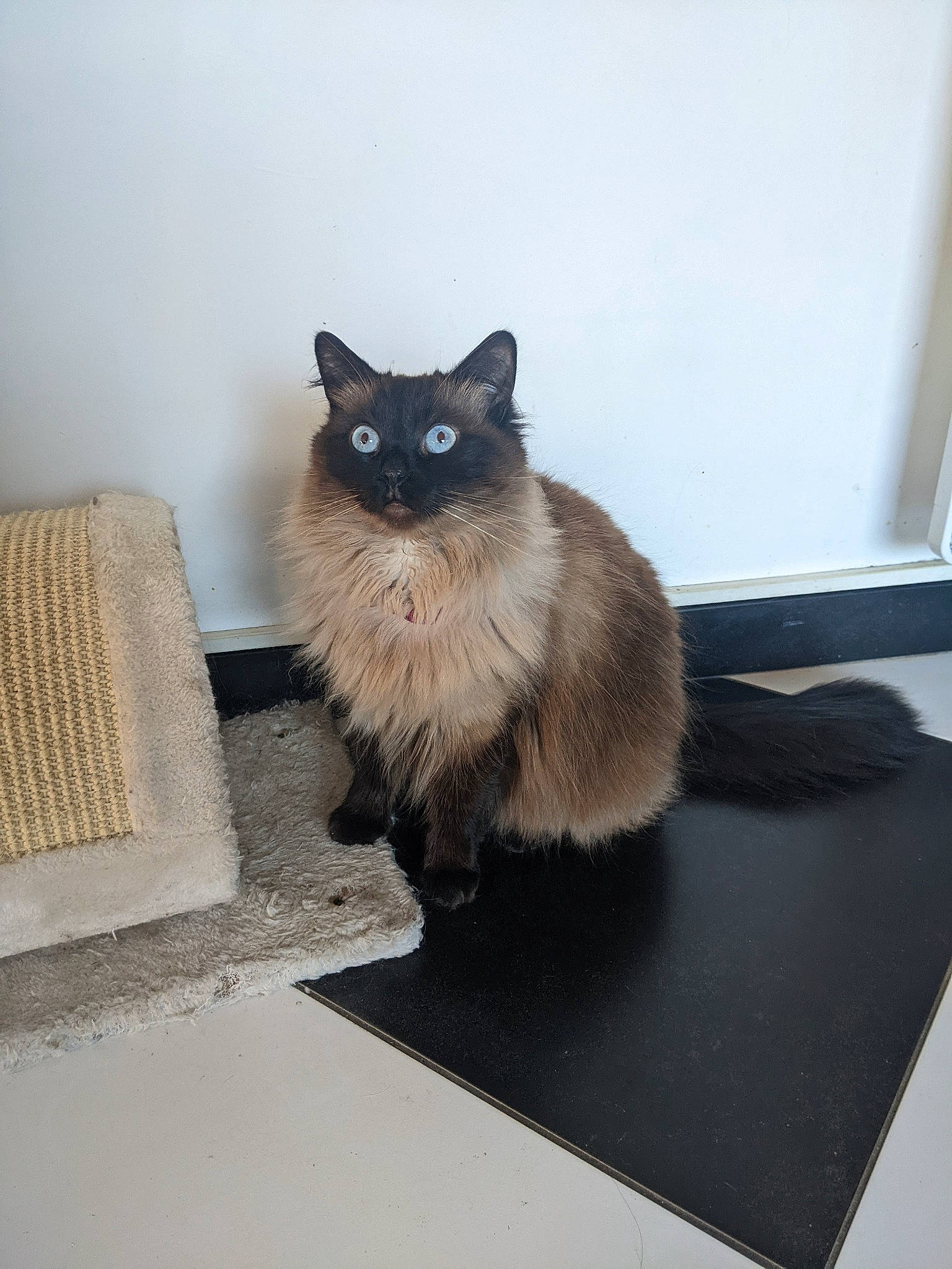 Loula a rejoint le concours — aidez-le/la à gagner de superbes lots ! birman, black_cat, carnivore, cat, comfort, domestic_short_haired_cat, fawn, felidae, floor, flooring, fur, grey, hardwood, iris, rectangle, siamese, small_to_medium_sized_cats, snout, tail, whiskers