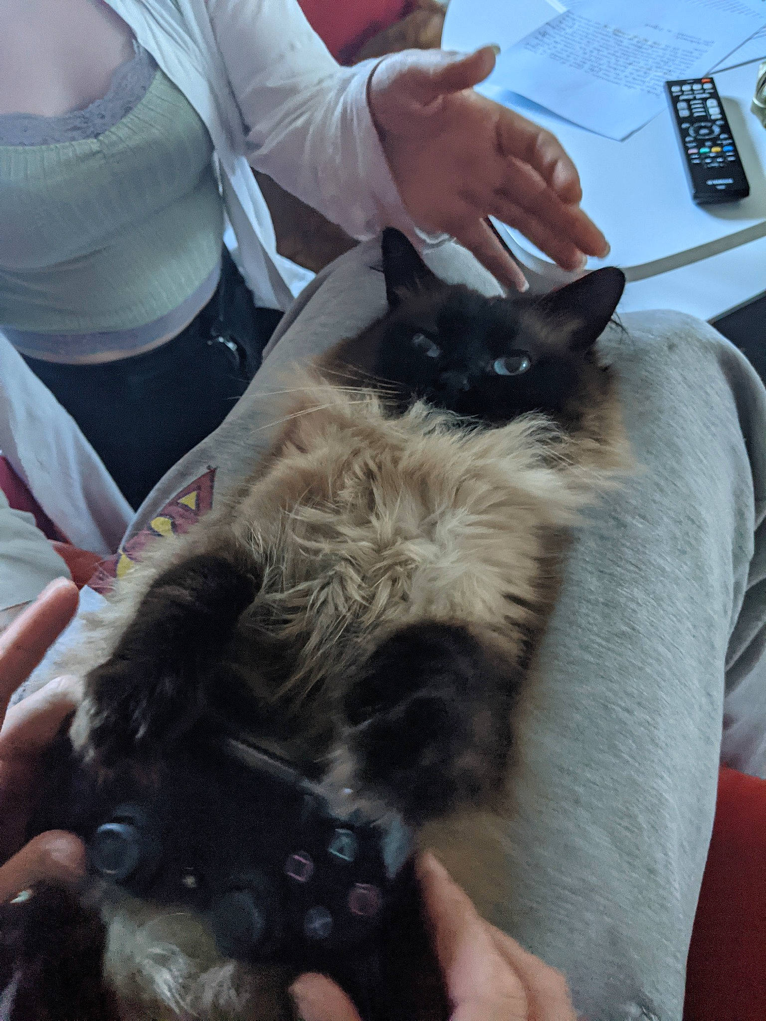 Loula participe au concours pour gagner de l'argent avec cette photo : black_cat, canidae, carnivore, cat, comfort, companion_dog, dog_breed, domestic_short_haired_cat, ear, fawn, felidae, finger, fur, gesture, hand, nail, remote_control, small_to_medium_sized_cats, snout, whiskers