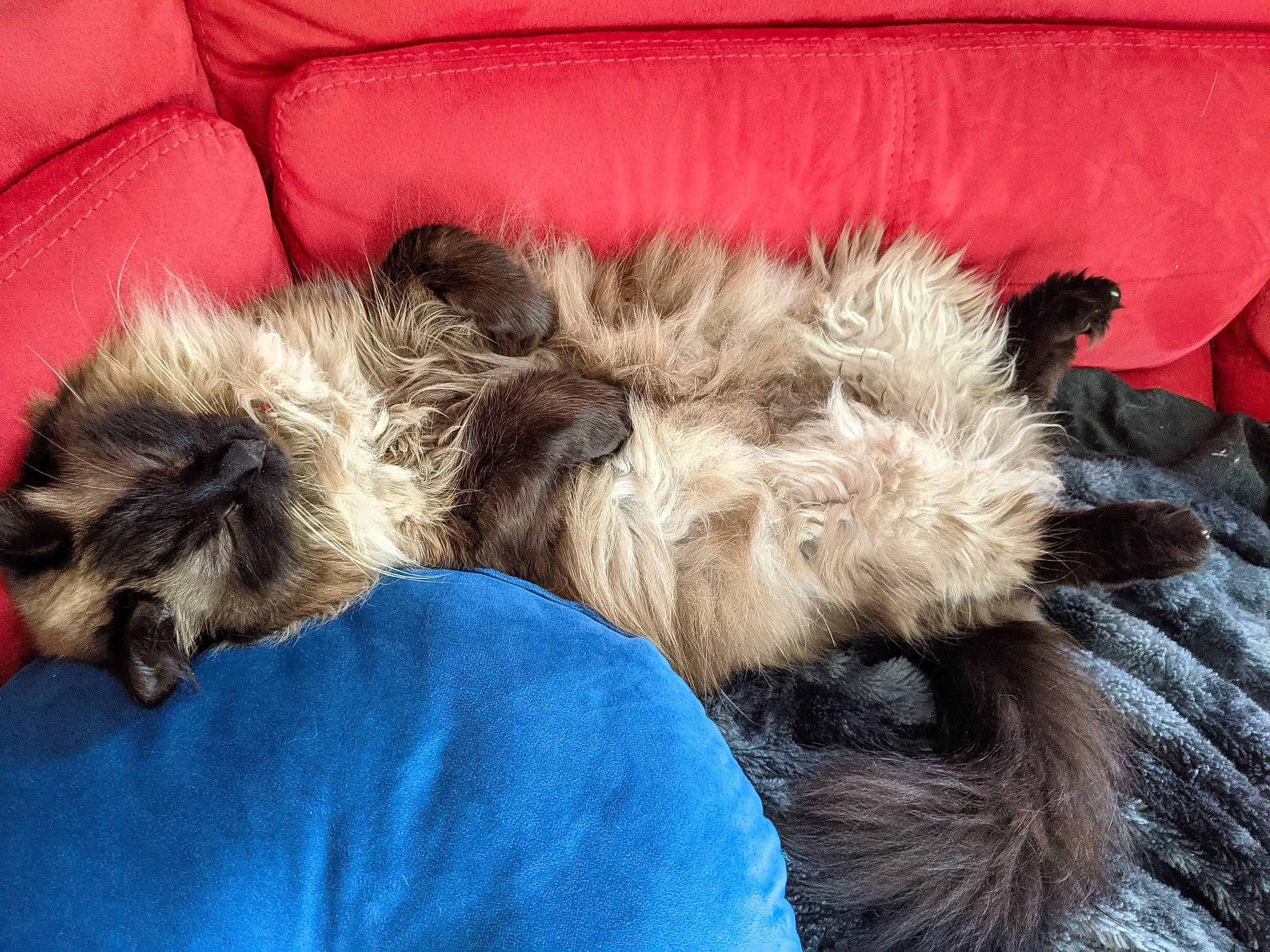 Loula a rejoint le concours — aidez-le/la à gagner de superbes lots ! canidae, carnivore, comfort, companion_dog, couch, dog, dog_breed, fawn, felidae, fur, liver, mammal, small_terrier, small_to_medium_sized_cats, snout, sporting_group, tail, terrier, vertebrate, whiskers