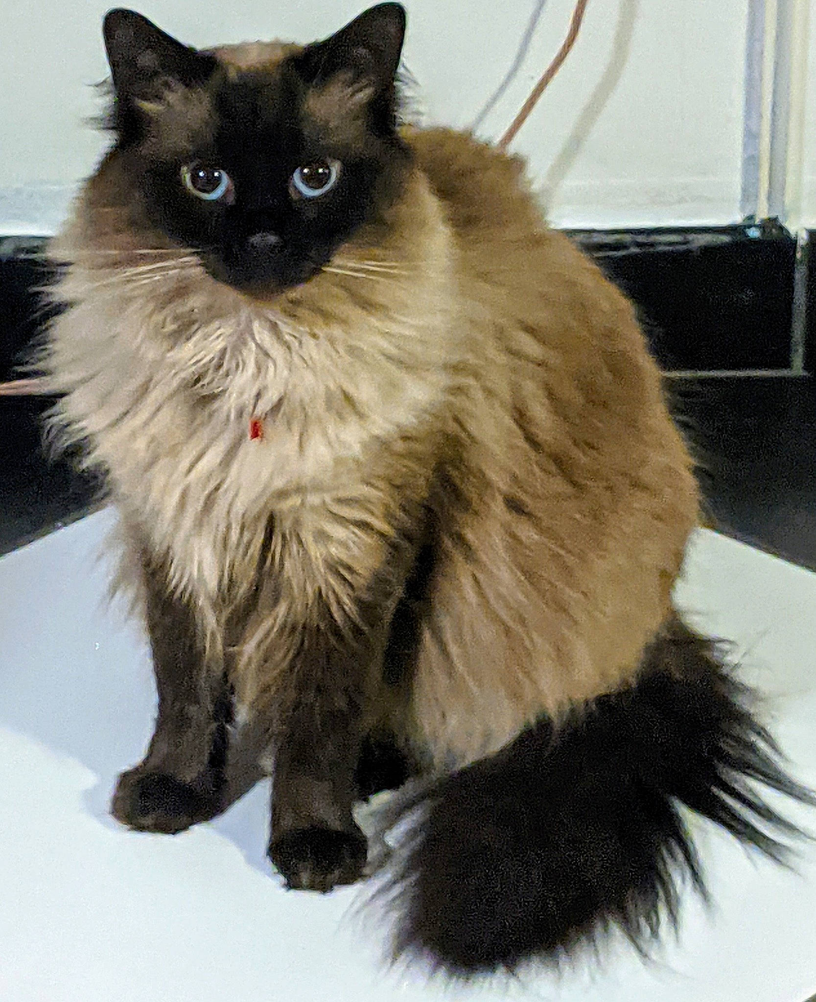 Loula a rejoint le concours — aidez-le/la à gagner de superbes lots ! balinese, birman, british_longhair, carnivore, cat, claw, domestic_short_haired_cat, fawn, felidae, fur, grey, paw, siamese, sitting, small_to_medium_sized_cats, snout, tail, thai, whiskers, window_blind