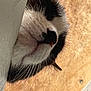 cat, close_up, black_and_white, face, whiskers, nose, fur, resting, animal, pet, sleeping, side_view, texture, indoor, cute, mammal, feline, soft, relaxed, portrait