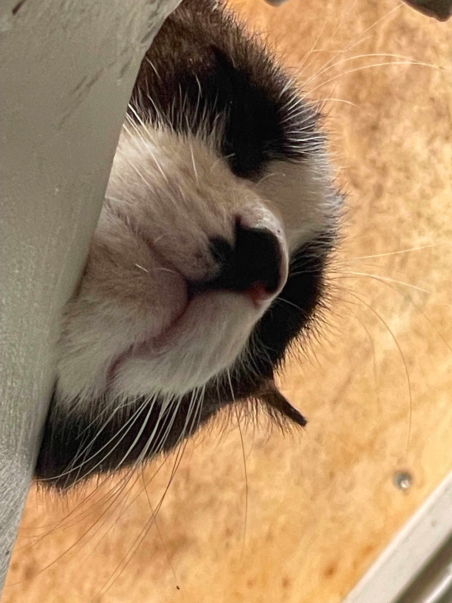 Tùfan a rejoint le concours — aidez-le/la à gagner de superbes lots ! cat, close_up, black_and_white, face, whiskers, nose, fur, resting, animal, pet, sleeping, side_view, texture, indoor, cute, mammal, feline, soft, relaxed, portrait
