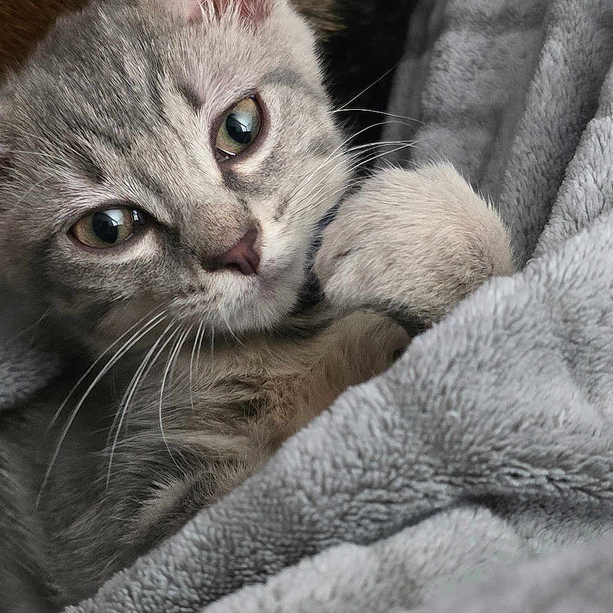 Beef joined the competition — help win amazing prizes! abyssinian, animal, blanket, cat, homedecor, kitten, linen, manx, pet, quilt, siamese, towel