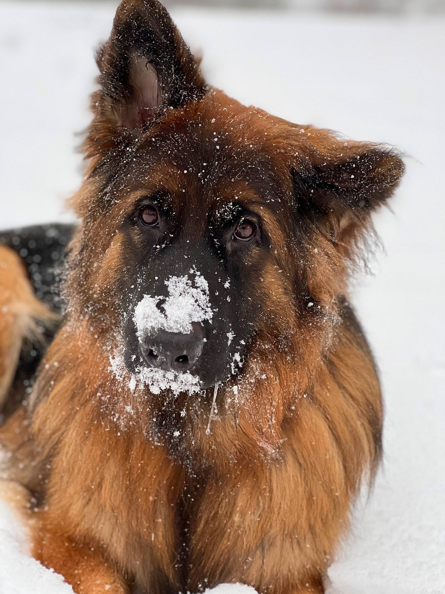 Epi is registered to the contest to win money with this photo: canidae, carnivore, claw, companion_dog, dog, dog_breed, fawn, freezing, fur, king_shepherd, snout, snow, sporting_group, tail, terrestrial_animal, whiskers, wildlife, winter, working_animal, working_dog