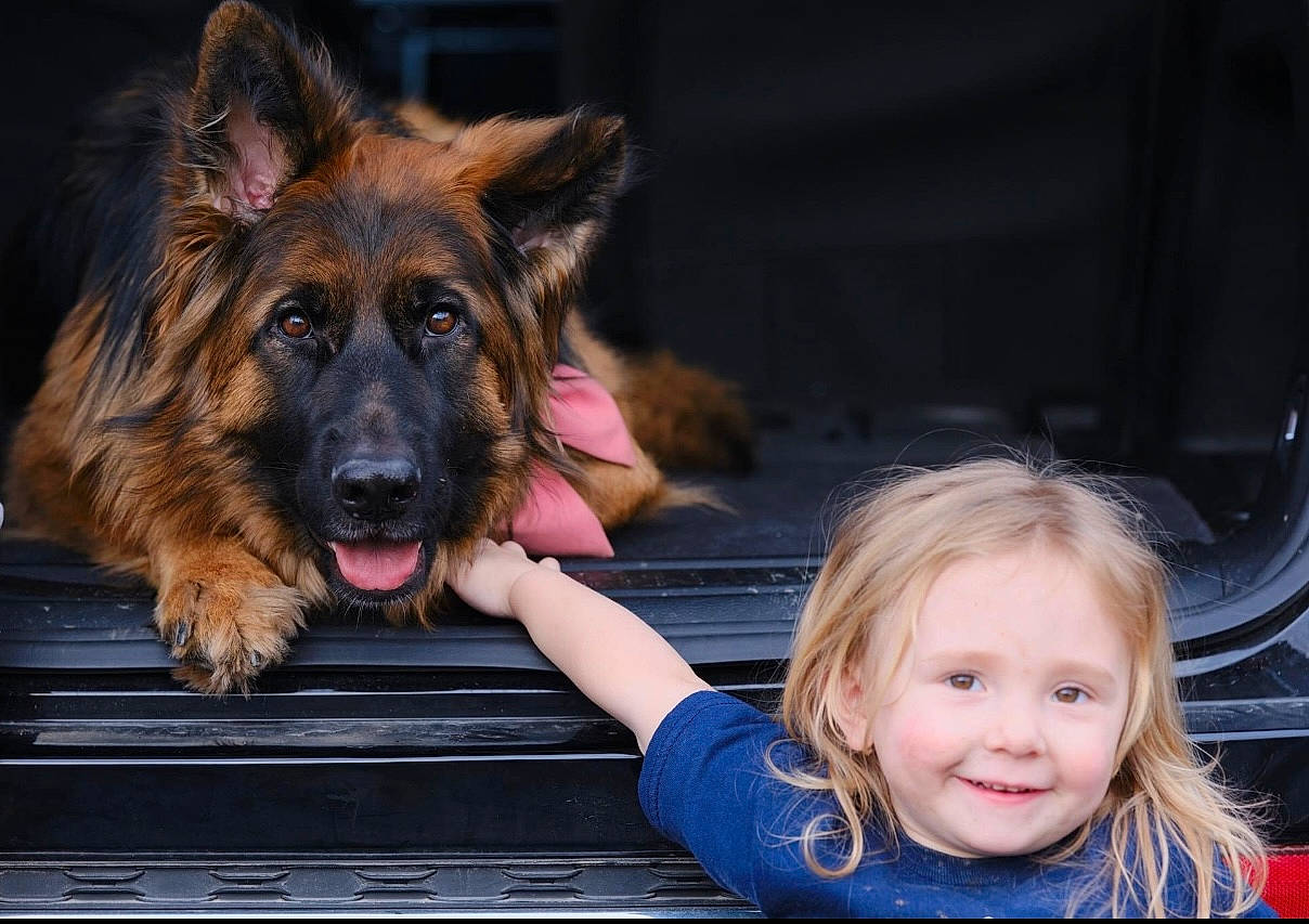 Epi is registered to the contest to win money with this photo: canidae, carnivore, companion_dog, dog, dog_breed, fawn, flash_photography, fun, fur, german_shepherd_dog, happy, herding_dog, king_shepherd, laugh, leisure, smile, sporting_group, toddler, travel, working_dog