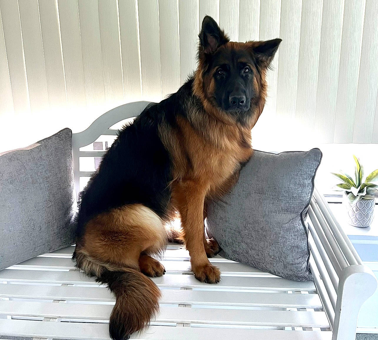 Epi is registered to the contest to win money with this photo: canidae, carnivore, comfort, companion_dog, dog, dog_breed, east_european_shepherd, fawn, flowerpot, fur, german_shepherd_dog, herding_dog, houseplant, king_shepherd, old_german_shepherd_dog, plant, snout, sporting_group, tail, window