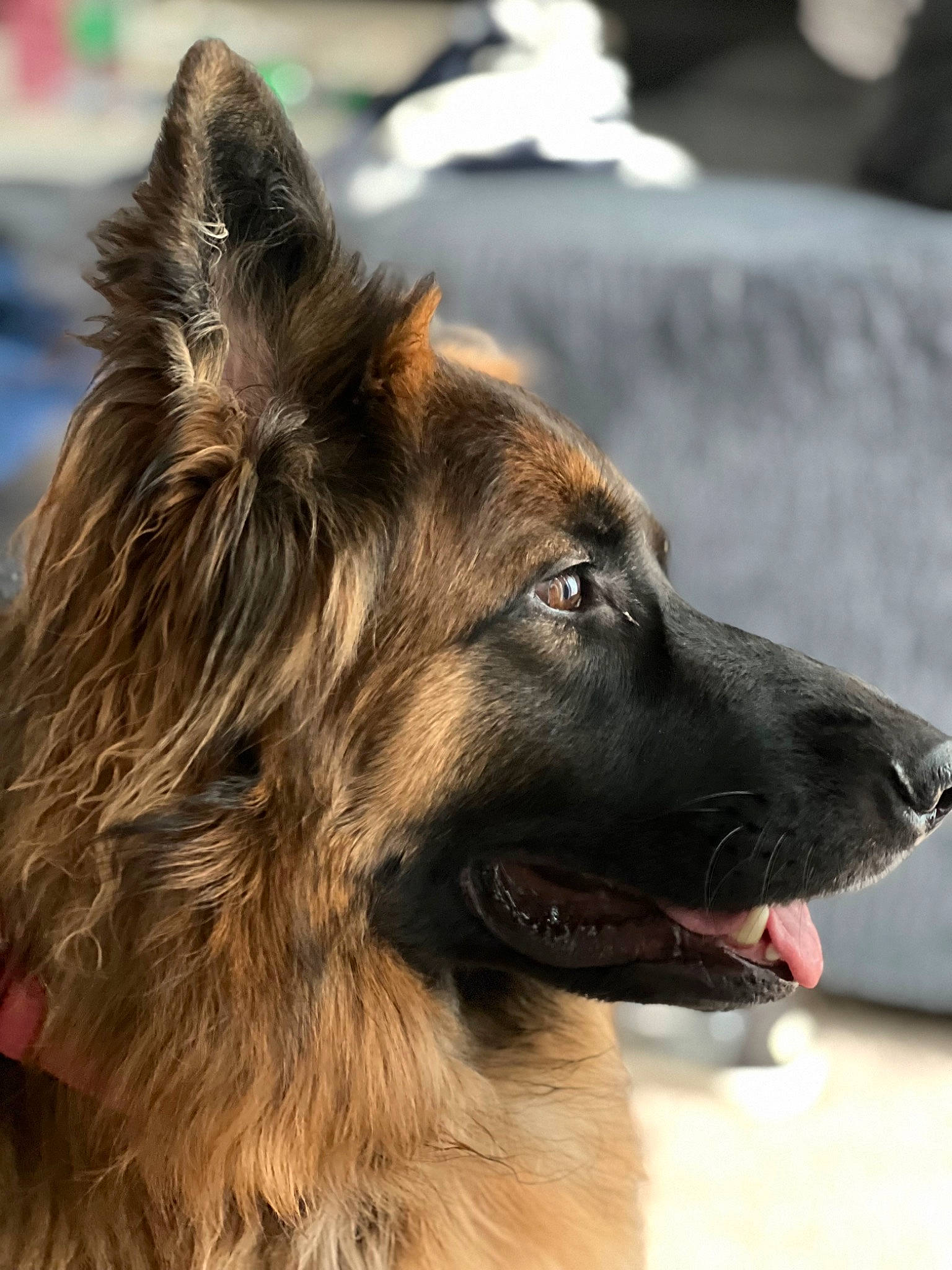 Epi joined the competition — help win amazing prizes! ancient_dog_breeds, canidae, carnivore, companion_dog, dog, dog_breed, fur, giant_dog_breed, guard_dog, herding_dog, king_shepherd, liver, old_german_shepherd_dog, snout, sporting_group, terrestrial_animal, tervuren, whiskers, working_animal, working_dog