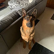 Sirius participe au concours pour gagner de l'argent avec cette photo : alert, animal, black_and_tan, brown_dog, canine, companion, couch, dog, domestic_animal, ears_up, floor, furniture, german_shepherd, home, indoor, living_room, pet, sitting, tile_floor, wooden_cabinet