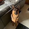 alert, animal, black_and_tan, brown_dog, canine, companion, couch, dog, domestic_animal, ears_up, floor, furniture, german_shepherd, home, indoor, living_room, pet, sitting, tile_floor, wooden_cabinet