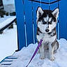 puppy, husky, dog, blue_eyes, snow, leash, chair, outdoor, winter, pet, animal, cute, fur, sitting, cold, frozen, young, adorable, portrait, blue