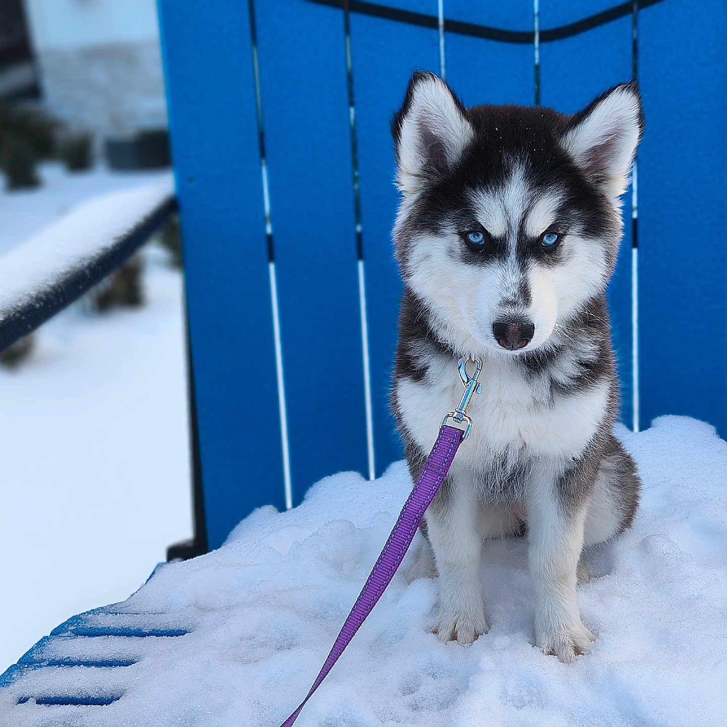 Ayva is registered to the contest to win money with this photo: puppy, husky, dog, blue_eyes, snow, leash, chair, outdoor, winter, pet, animal, cute, fur, sitting, cold, frozen, young, adorable, portrait, blue