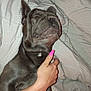 Beans is registered to the contest to win money with this photo: dog, pet, hand, nails, pink_nails, bed, blanket, sleeping, relaxed, fur, animal, domestic_animal, indoor, comfort, resting, human_hand, close_up, cute, face, expression
