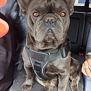 Beans is registered to the contest to win money with this photo: dog, french_bulldog, car_interior, harness, pet, brown_dog, seat, window, can, cup, blue_straw, paw, animal, pet_accessory, vehicle, human_hand, ring, casual, closeup, indoor