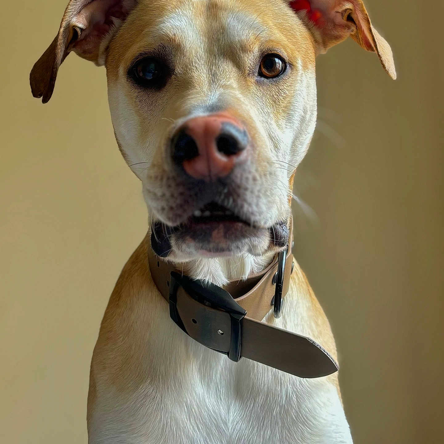 Cobra a rejoint le concours — aidez-le/la à gagner de superbes lots ! animal, background, brown, canine, close_up, collar, curious, dog, ears, expression, fur, indoor, looking, muzzle, nostrils, pet, portrait, snout, whiskers, white
