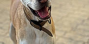 Cobra a rejoint le concours — aidez-le/la à gagner de superbes lots ! dog, canine, pet, animal, happy, smiling, collar, ears, mouth_open, outdoor, paved_surface, blurred_background, light_brown, white, standing, looking_at_camera, portrait, friendly, domestic_animal, closeup