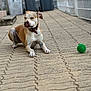 Cobra a rejoint le concours — aidez-le/la à gagner de superbes lots ! dog, pavement, outdoor, green_ball, tongue_out, collar, pet, animal, brown_and_white, resting, playful, sidewalk, fence, urban, close_up, daytime, tongue, muzzle, quiet, pet_toy