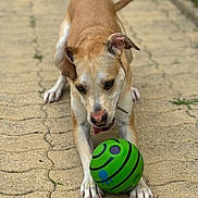 Cobra participe au concours pour gagner de l'argent avec cette photo : dog, ball, pavement, outdoor, pet, playful, focused, brown, white, canine, toy, animal, paw, snout, ears, tail, grass, sidewalk, nature, fun