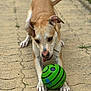 dog, ball, pavement, outdoor, pet, playful, focused, brown, white, canine, toy, animal, paw, snout, ears, tail, grass, sidewalk, nature, fun