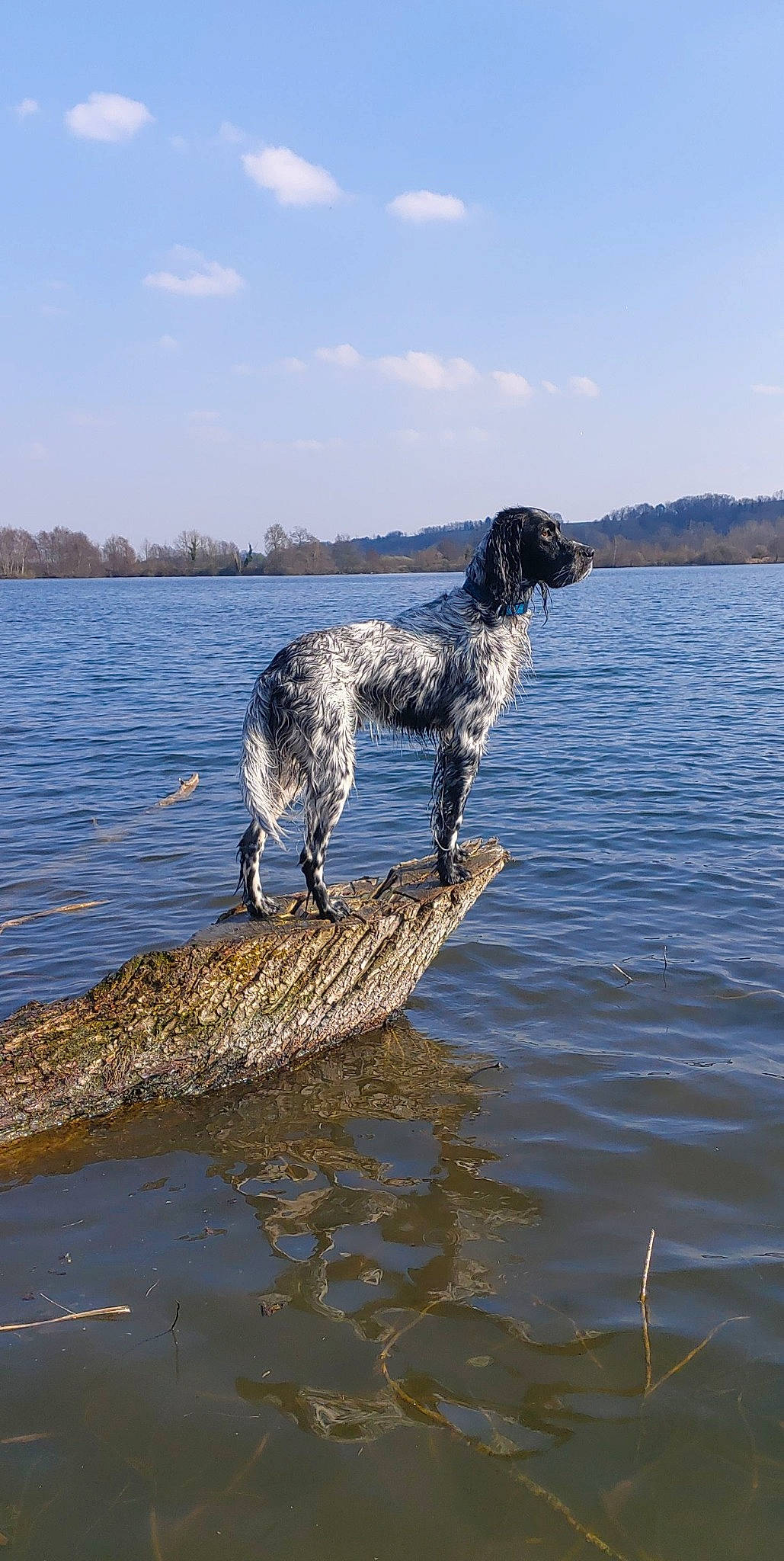 Oxo a rejoint le concours — aidez-le/la à gagner de superbes lots ! carnivore, cloud, dog, dog_breed, gun_dog, horizon, lake, lake_district, liquid, loch, ocean, reflection, reservoir, rock, sky, sporting_group, tail, water, wind_wave, working_animal