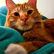 Fluffy is registered to the contest to win money with this photo: bed, blanket, cat, close_up, cozy, domestic_animal, ears, eyes, fur, ginger_cat, indoor, nose, orange_tabby, paw, pet, portrait, relaxed, resting, teal_blanket, whiskers