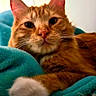 bed, blanket, cat, close_up, cozy, domestic_animal, ears, eyes, fur, ginger_cat, indoor, nose, orange_tabby, paw, pet, portrait, relaxed, resting, teal_blanket, whiskers