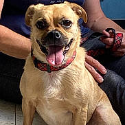 Dori joined the competition — help win amazing prizes! accessories, animal, boxer, bulldog, canine, chihuahua, clothing, dog, face, footwear, head, pants, person, pet, photography, portrait, pug, puppy, shoe, t_shirt