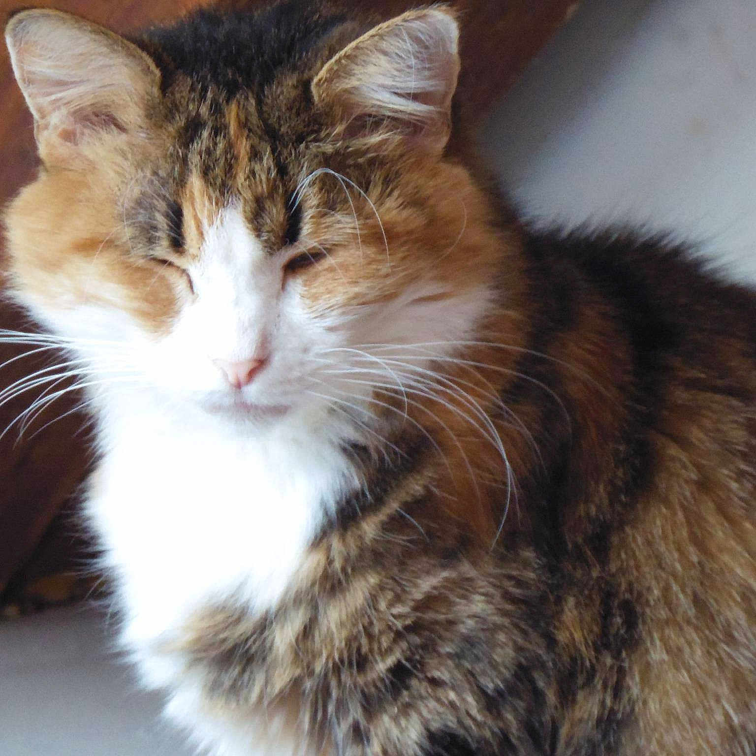 Lily