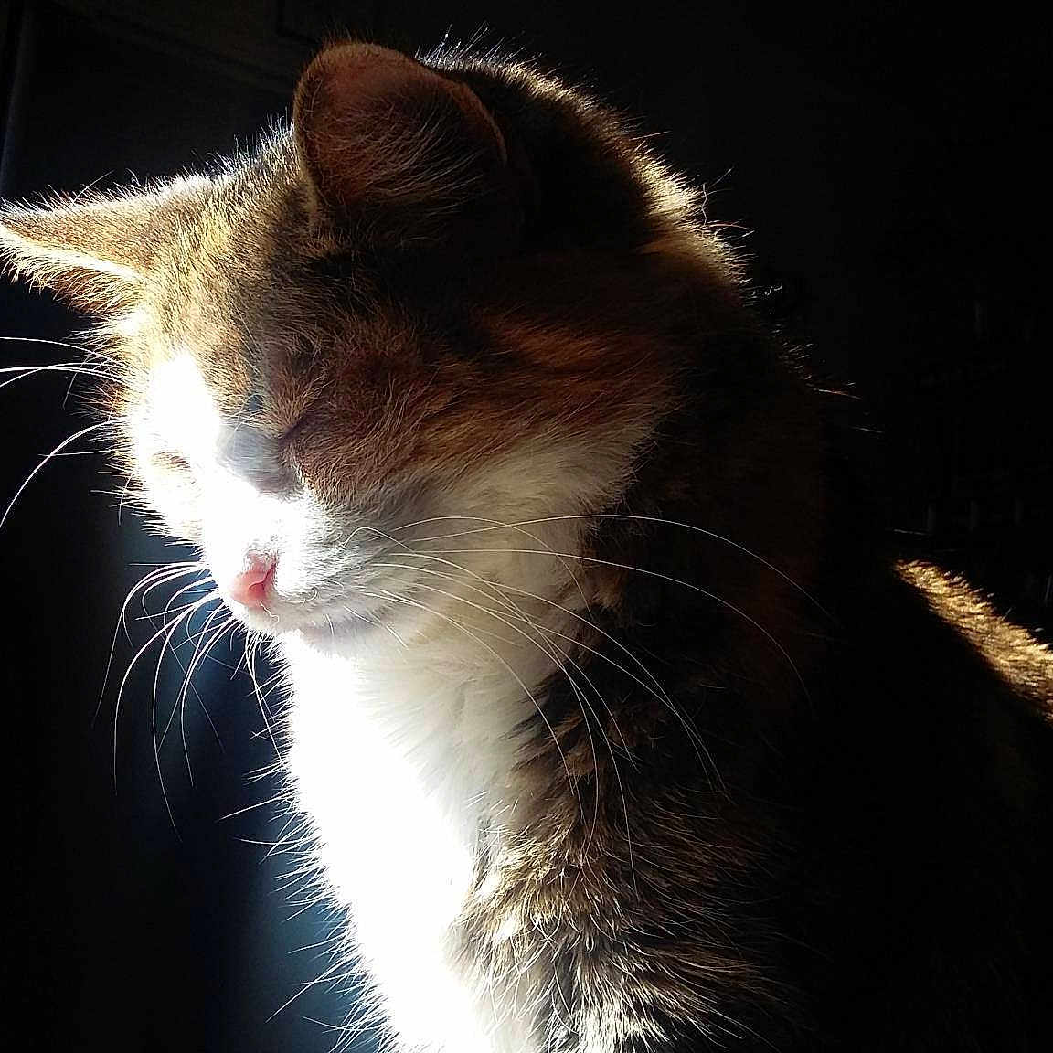 Lily
