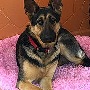 Bailey joined the competition — help win amazing prizes! dog, german_shepherd, pet, animal, indoor, pink_bed, fluffy_bed, wooden_floor, orange_wall, relaxed, crossed_paws, collar, fur, ears, portrait, canine, domestic, cute, resting, laying_down