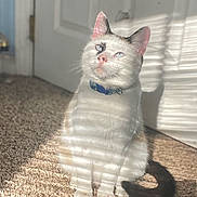 Meow joined the competition — help win amazing prizes! cat, pet, indoor, carpet, sunlight, shadow, window_blinds, collar, white_fur, brown_fur, tail, ears, whiskers, door, floor, animal, feline, sitting, calm, domestic