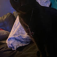 Guts is registered to the contest to win money with this photo: animal, bed, black_cat, blanket, cat, closeup, cozy, cross_necklace, dark, eyes, feline, fur, home, indoors, jewelry, mysterious, necklace, pet, resting, soft_lighting