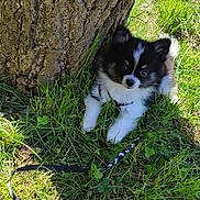 Brutus participe au concours pour gagner de l'argent avec cette photo : adorable, animal, black_and_white, canine, cute, dog, fur, grass, leash, nature, outdoor, pet, playful, puppy, resting, small, summer, sunlight, tree, young