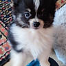 Brutus a rejoint le concours — aidez-le/la à gagner de superbes lots ! puppy, dog, black_and_white, fluffy, cute, indoor, carpet, denim, knee, small_dog, pet, young_animal, furry, closeup, adorable, companion, animal_face, domestic_animal, looking_at_camera, soft_texture
