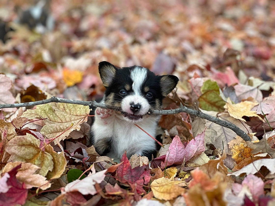Remy is registered to the contest to win money with this photo: annual_plant, canidae, carnivore, companion_dog, dog, dog_breed, fawn, fur, grass, groundcover, leaf, plant, recipe, snout, soil, sporting_group, terrestrial_animal, toy_dog, wildlife, working_animal