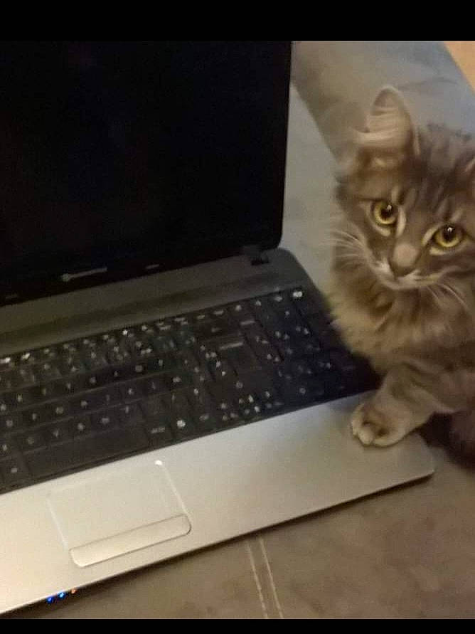 Mya a rejoint le concours — aidez-le/la à gagner de superbes lots ! carnivore, cat, computer, display_device, electronic_device, felidae, gadget, input_device, laptop, laptop_part, netbook, office_equipment, output_device, personal_computer, small_to_medium_sized_cats, space_bar, tail, technology, touchpad, whiskers