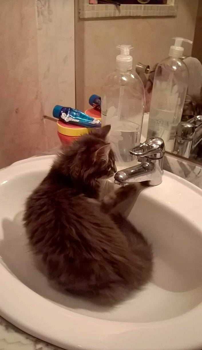 Mya a rejoint le concours — aidez-le/la à gagner de superbes lots ! bathroom, bottle, carnivore, cat, felidae, fluid, fur, gas, liquid, personal_care, plastic_bottle, plumbing, plumbing_fixture, room, sink, small_to_medium_sized_cats, soap_dispenser, solvent, tap, water_bottle