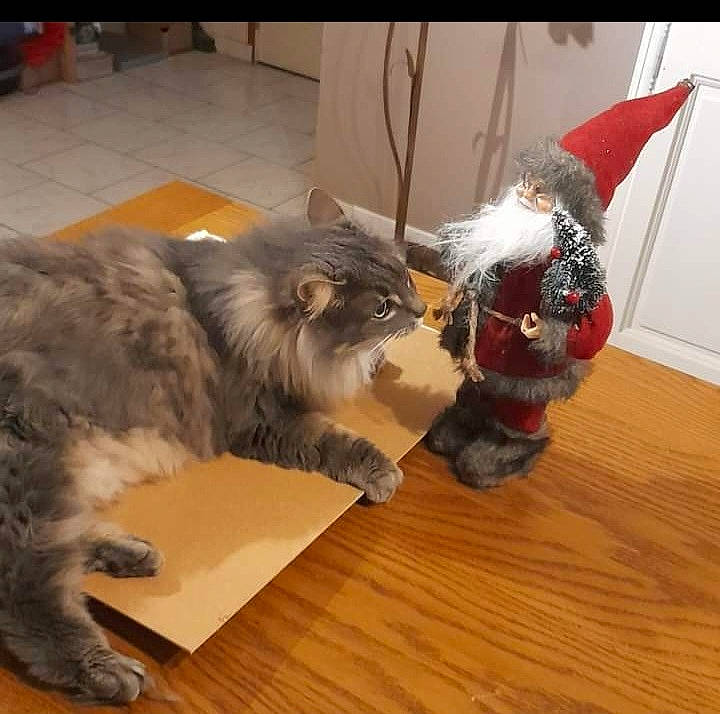 Mya a rejoint le concours — aidez-le/la à gagner de superbes lots ! carnivore, cat, comfort, companion_dog, dog_breed, domestic_short_haired_cat, fawn, felidae, flooring, fur, hardwood, laminate_flooring, paw, small_to_medium_sized_cats, tail, varnish, whiskers, wood, wood_flooring, wood_stain