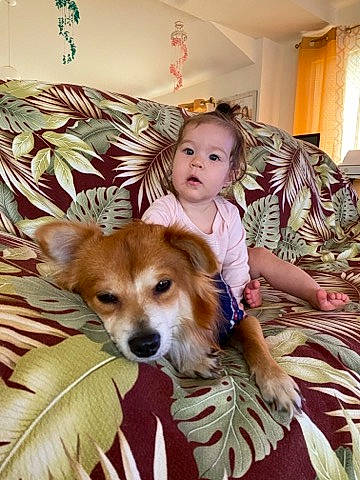 Kuuhiana joined the competition — help win amazing prizes! canidae, carnivore, chair, child, clock, comfort, companion_dog, couch, dog, dog_breed, fawn, fur, lamp, lap, person, picture_frame, sitting, sporting_group, toddler, toy_dog